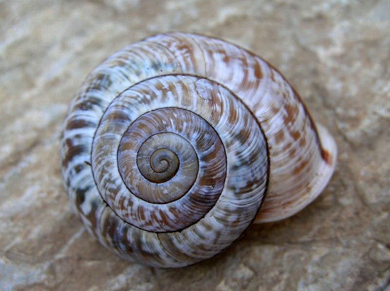 quale Chilostoma ?....Capovalle (BS)